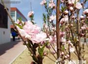 這所學(xué)校的景色太美了，您不想來看看嗎？