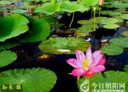 讀《荷花定律》，算荷花數(shù)量（王中原）