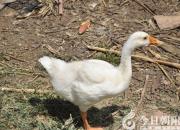 《學前六百詞》，竟然讀不懂（王中原）