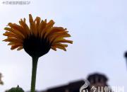 【今日朝陽網(wǎng)】王中原繞口令小子和老子等六則（王中原）