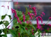 【今日朝陽網(wǎng)】綽號（王中原）