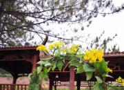 逢人問姓時，答法各不同（王中原）