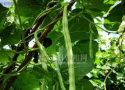 【今日朝陽網(wǎng)】種菜歌（王中原）