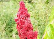 【今日朝陽網(wǎng)】這樣的柳琴您喜歡嗎？（孫宏文）