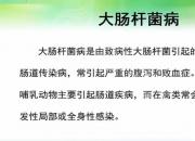 【養(yǎng)殖】雞大腸桿菌?。嬲n（孔佳音）