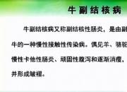 【養(yǎng)殖】牛副結(jié)核?。嬲n（孔佳音）