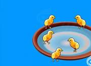 【養(yǎng)殖】雛鴨的開(kāi)水與開(kāi)食｜公益課（楊曉靜）