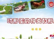 【養(yǎng)殖】畸形蛋的種類(lèi)和形成原因｜公益課（楊曉靜）