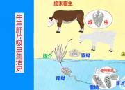 【養(yǎng)殖】牛羊肝片吸蟲(chóng)生活史｜公益課（孔佳音）