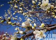 春暖花開(kāi)日 我們相聚時(shí)（付曼）