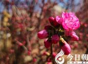 春回大地，香滿校園