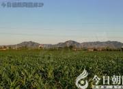 【今日朝陽(yáng)網(wǎng)】水滸情仇錄（九十三）（辛生幟匯）