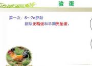 【養(yǎng)殖】驗(yàn)蛋｜公益課（楊曉靜）