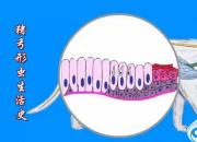 【養(yǎng)殖】豬弓形蟲(chóng)生活史｜公益課（孔佳音）