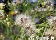 【今日朝陽(yáng)網(wǎng)】水滸情仇錄（九十六）（辛生幟匯）