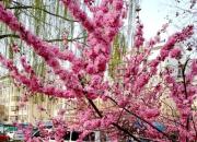 【今日朝陽(yáng)網(wǎng)】芳鄰老張（王中原）