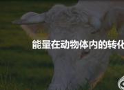 【養(yǎng)殖】能量在動(dòng)物體內(nèi)的代謝過(guò)程｜公益課（馮會(huì)中）