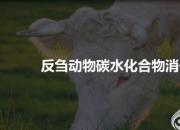 【養(yǎng)殖】碳水化合物在反芻動(dòng)物體內(nèi)的消化代謝｜公益課（馮會(huì)中）