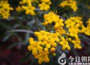 多識(shí)于鳥(niǎo)獸草木之名（王中原）