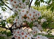 文冠果，花開(kāi)正盛（王中原）