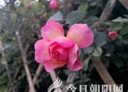 【今日朝陽(yáng)網(wǎng)】電話的另一端（王中原）