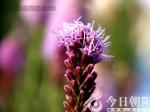 花語(yǔ)啟智——蛇鞭菊