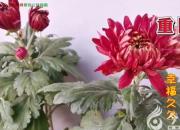 重陽(yáng)節(jié)：祝天下老人健康長(zhǎng)壽！