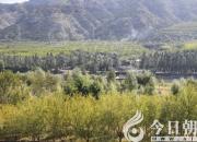 小豬鉆進(jìn)青紗帳（王中原）