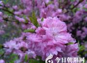 “沒璺兒”變“沒味兒”，“老悶兒”變“老妹兒”（王中原）