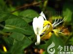【今日朝陽(yáng)網(wǎng)】金銀花（史慶友）
