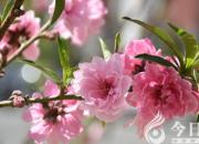 【朝陽(yáng)工校精品專(zhuān)業(yè)推介】開(kāi)智啟能、習(xí)禮尚美的農(nóng)林經(jīng)專(zhuān)業(yè)（二）