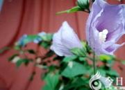 靜待花開(kāi)（史慶友）