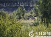 獸態(tài)百姿——豺（詩(shī)/陳玉民）