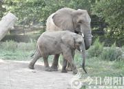 獸態(tài)百姿——大象（詩(shī)/陳玉民）