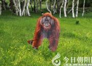 獸態(tài)百姿——猩猩（詩(shī)/陳玉民）