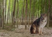 獸態(tài)百姿——猞猁（詩(shī)/陳玉民）