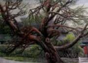 【畫(huà)意詩(shī)情·每周詩(shī)畫(huà)】賞《古木春風(fēng)黃葉村》（李剛 陳玉民）