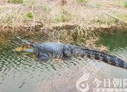 獸態(tài)百姿——鱷魚（詩(shī)/陳玉民）