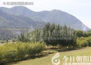 獸態(tài)百姿——非洲野犬(詩(shī)/陳玉民)