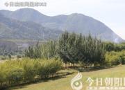 獸態(tài)百姿——羚羊（詩(shī)/陳玉民）