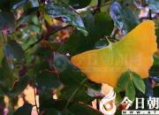 獸態(tài)百姿——貂（詩(shī)/陳玉民）