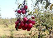 喜迎二十大 慶祝豐收節(jié)——今日朝陽黨支部開展主題黨日活動