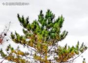 樹姿百貌——柏樹（詩/陳玉民）