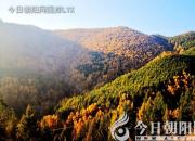 樹姿百貌——紅檜（詩/陳玉民）