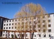 樹姿百貌——龍爪柳（詩/陳玉民）