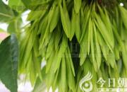 樹姿百貌——白蠟樹（詩/陳玉民）