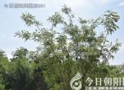 樹姿百貌——柞樹（詩/陳玉民）