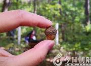 樹姿百貌——青岡櫟（詩/陳玉民）