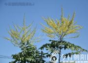 樹姿百貌——欒樹（詩/陳玉民）