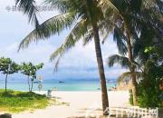 樹姿百貌——棕櫚樹（詩/陳玉民）